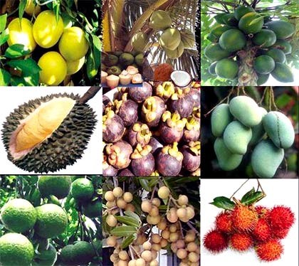 Market expansion and increase of export value for Vietnamese farm products - ảnh 1